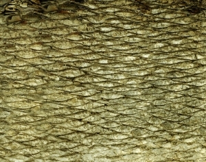 ModernBark Texture