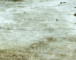 树干树皮表面-ID:125930363
