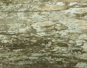 ModernBark Texture