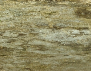 ModernBark Texture