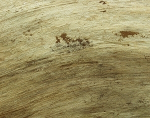 ModernBark Texture