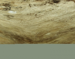 树干树皮表面-ID:774600511