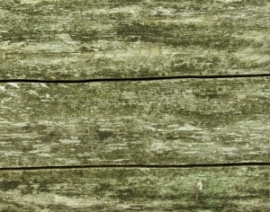 ModernBark Texture