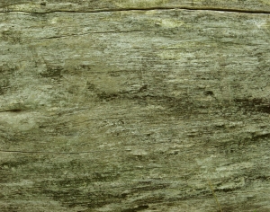 树干树皮表面-ID:808645011