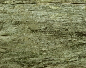 ModernBark Texture