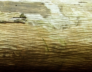 ModernBark Texture