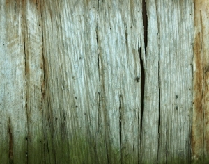 ModernBark Texture