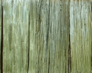 ModernBark Texture