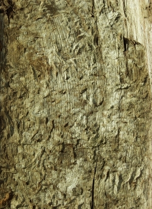 ModernBark Texture
