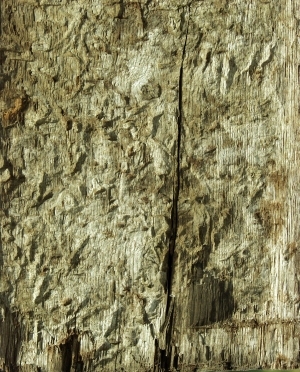 ModernBark Texture