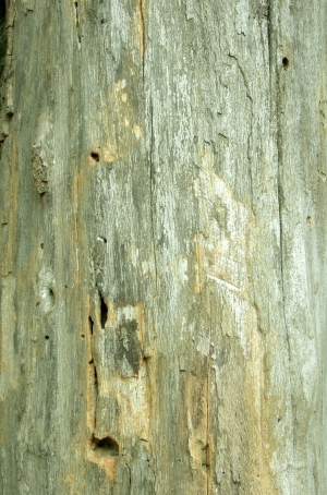 ModernBark Texture