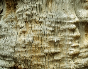 ModernBark Texture
