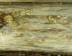 ModernBark Texture