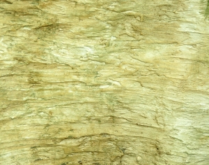 树干树皮表面-ID:434801105