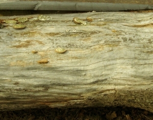 ModernBark Texture