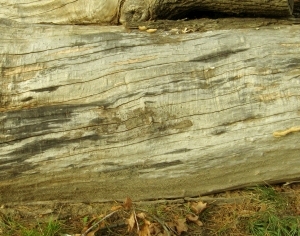 ModernBark Texture