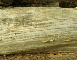 ModernBark Texture