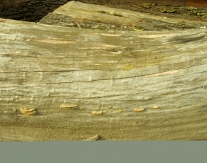ModernBark Texture