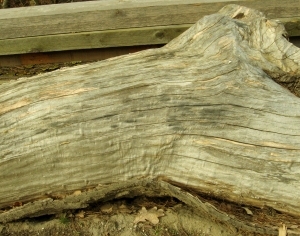 ModernBark Texture