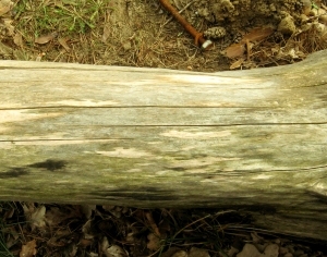 ModernBark Texture