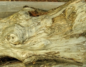 ModernBark Texture