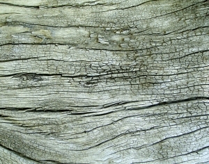 ModernBark Texture