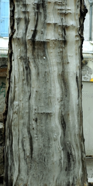 ModernBark Texture