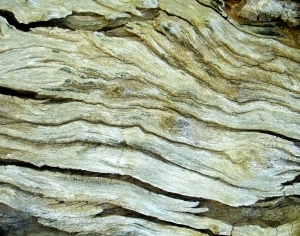 ModernBark Texture