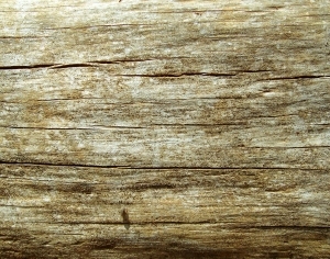ModernBark Texture