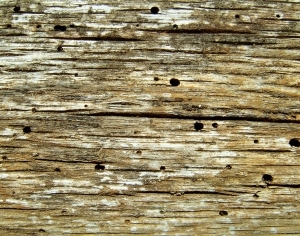 ModernBark Texture