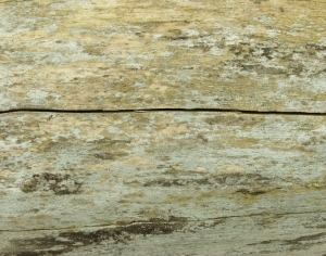 ModernBark Texture