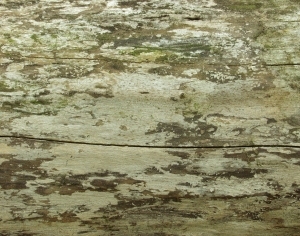 ModernBark Texture