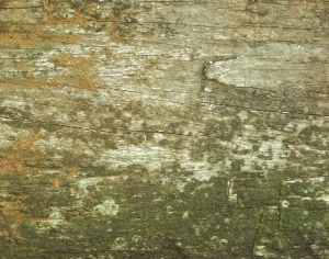 ModernBark Texture