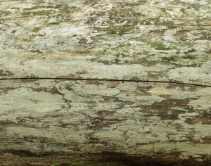 ModernBark Texture