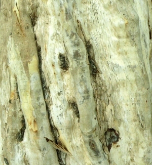 ModernBark Texture