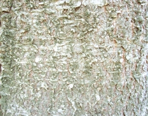 ModernBark Texture