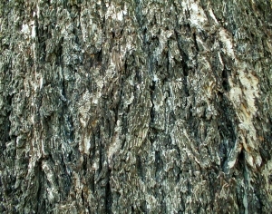 ModernBark Texture