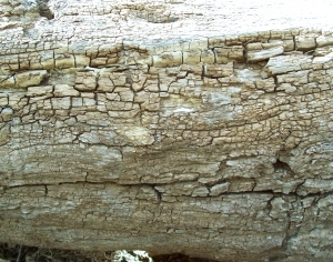 ModernBark Texture