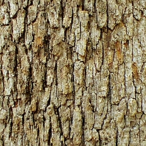 ModernBark Texture