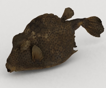 Modern Aquatic Animals-ID:486219882