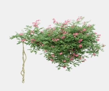 Modern Vine-ID:849311112