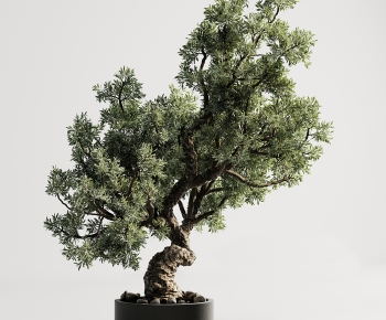 Modern Bonsai-ID:798644075