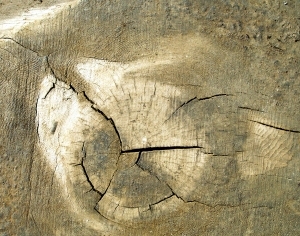 ModernOld Wood Texture