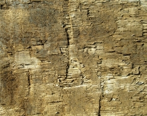 ModernOld Wood Texture