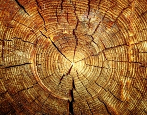 ModernOld Wood Texture