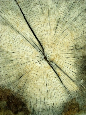 ModernOld Wood Texture
