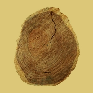 ModernOld Wood Texture