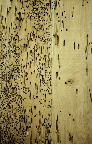 ModernOld Wood Texture