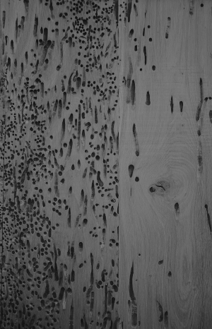 ModernOld Wood Texture