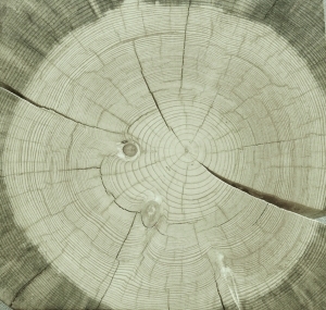 ModernOld Wood Texture